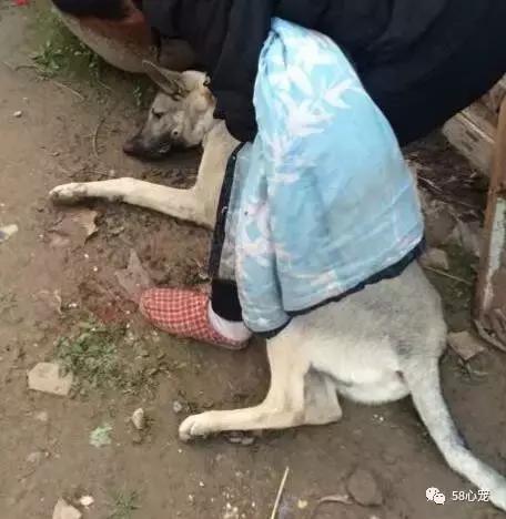 狗狗吃了耗子药肯定死吗,耗子药为啥毒不死耗子