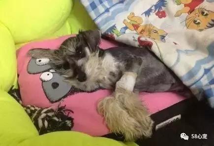 狗狗吃了耗子药肯定死吗,耗子药为啥毒不死耗子