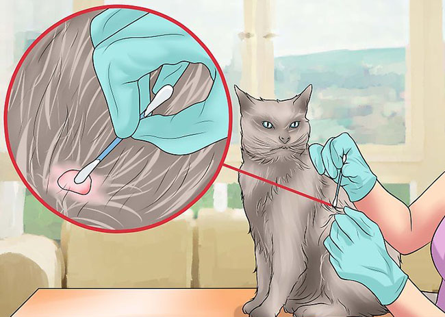 猫咪疾病科普猫咪感冒吃什么药,猫咪皮肤病咨询