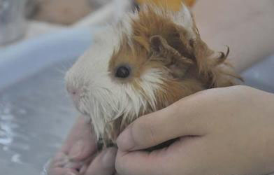 想养鹿都要办啥证件呀,想养动物该怎么养