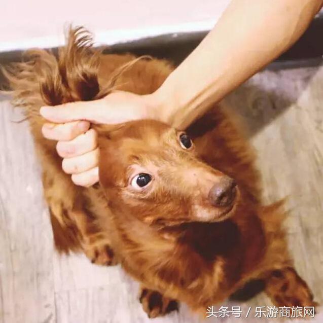 香港旅游攻略,香港游记人间烟火