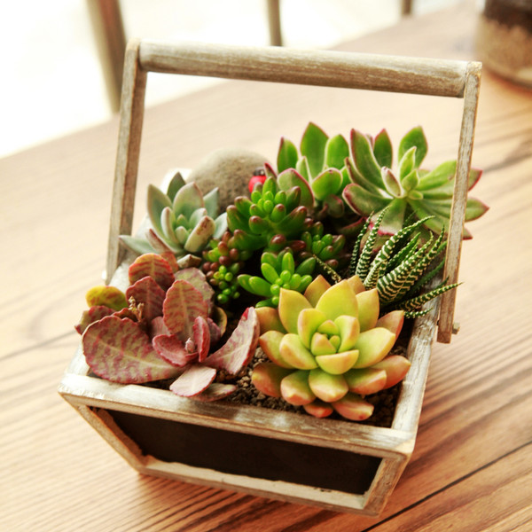 多肉植物真的很好吃吗,多肉植物可以吃的有几种