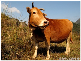 小儿无辜受雷劈，众人皆言此人不善厌恶之，岂料二十年后都来巴结