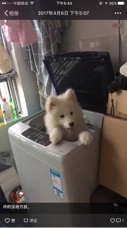 谨慎养猫有这6种坏处你能接受吗,养狗不要养萨摩耶