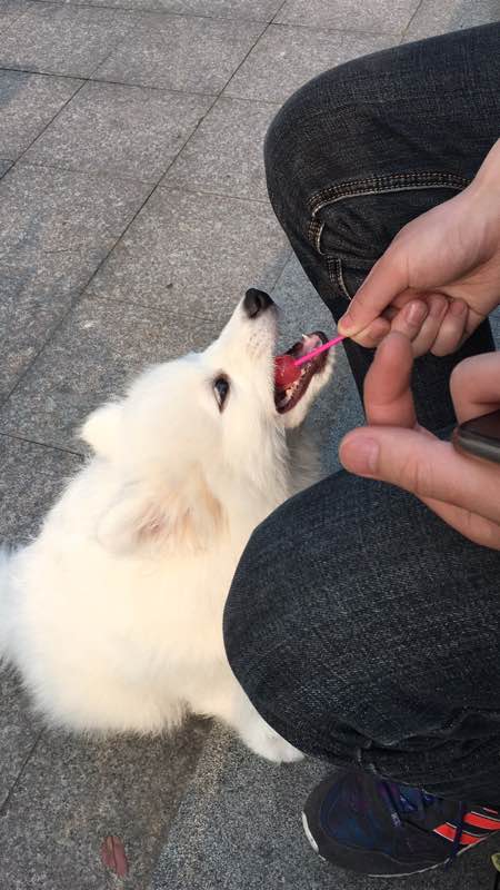 谨慎养猫有这6种坏处你能接受吗,养狗不要养萨摩耶