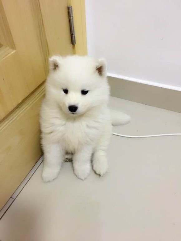 谨慎养猫有这6种坏处你能接受吗,养狗不要养萨摩耶