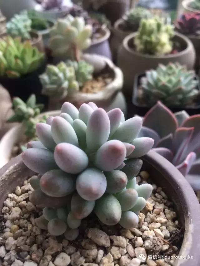 春日阳光下的绿植,阳台上最好看的多肉