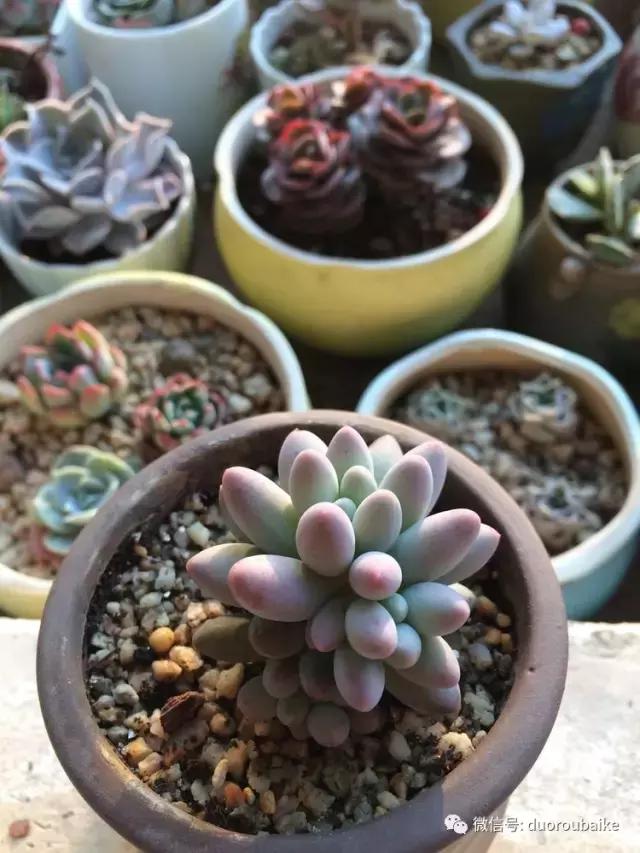 春日阳光下的绿植,阳台上最好看的多肉