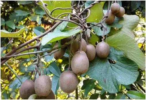 合肥野果治百病,哪些野果吃了最好吃呢