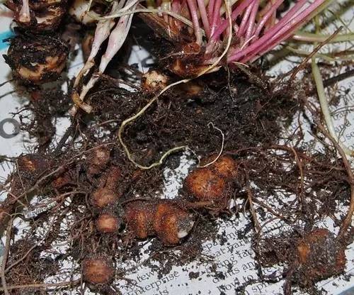 有什么植物跌打消肿,治疗跌打损伤盆栽植物