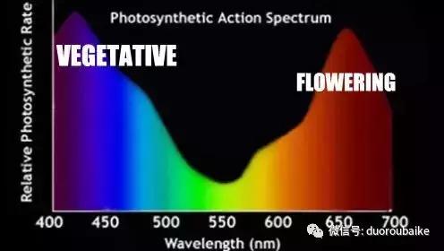 紫外线照射对植物的影响,紫外线光对植物生长的影响
