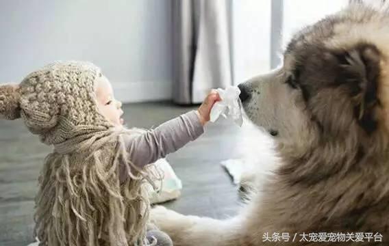 阿拉斯加犬活宠,一周照顾一次的宠物