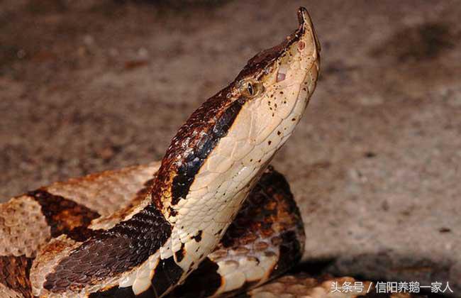 被五步蛇咬了怎么办三种方法,被五步蛇咬了怎么办搞笑回答