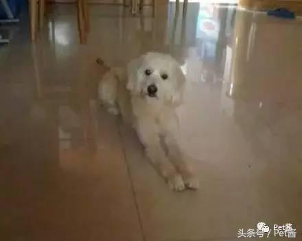 泰迪三千买的贵不贵,三千左右的贵泰迪