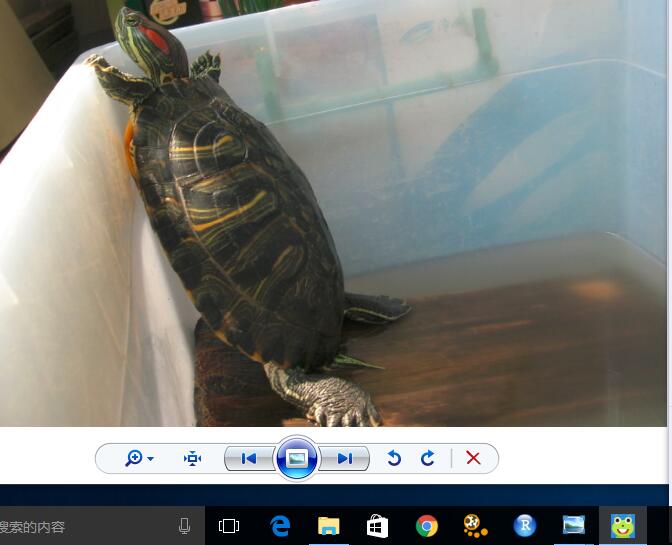 喂养巴西龟的危害,巴西龟不喂养肥肉