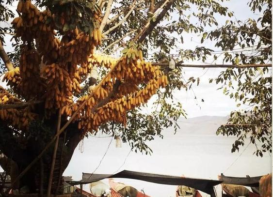 春节抚仙湖一日游自驾游玩攻略,抚仙湖游玩攻略最新