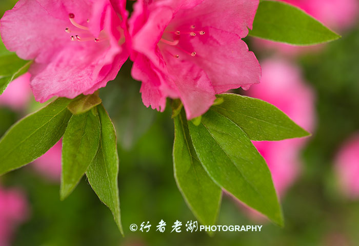 leica徕卡q中8个需要知道的技巧,徕卡相机q测评