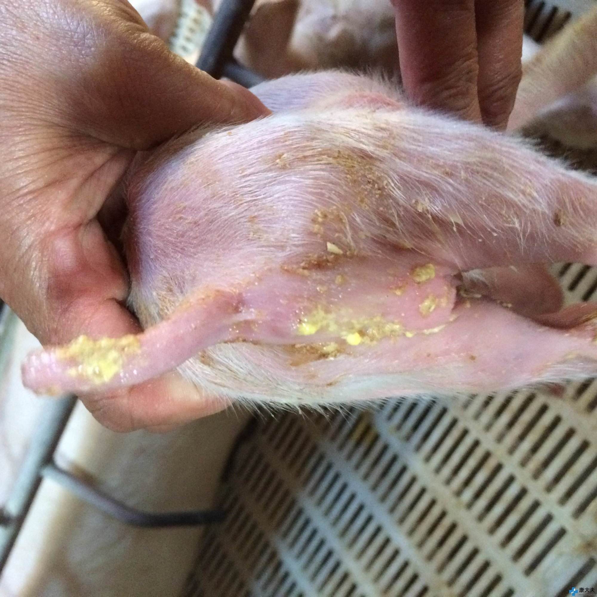 小猪突然全部腹泻,小猪腹泻打什么针