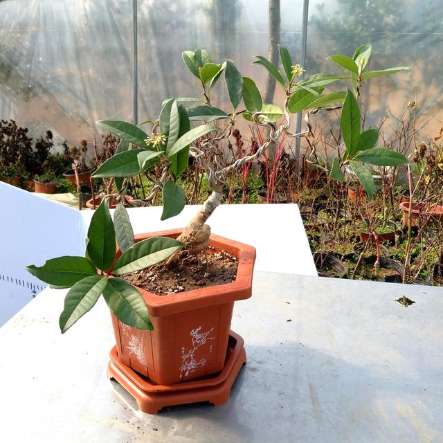 火棘树桩盆景图片,火棘吉祥果盆景树桩四季常绿