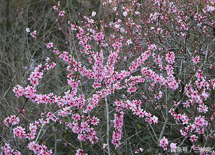 忆江南平仄填词,宋词填词模板忆江南