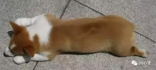 狗狗吃了耗子药肯定死吗,耗子药为啥毒不死耗子