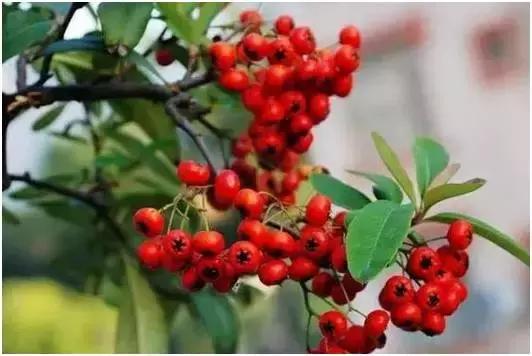 合肥野果治百病,哪些野果吃了最好吃呢