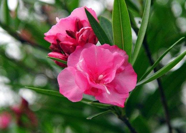 4岁女孩好奇误食野生八角花中毒身亡，家长记住这些花不能随便养