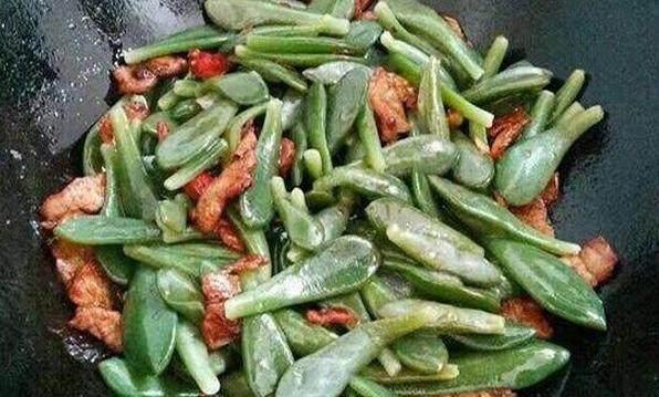 多肉植物真的很好吃吗,多肉植物可以吃的有几种