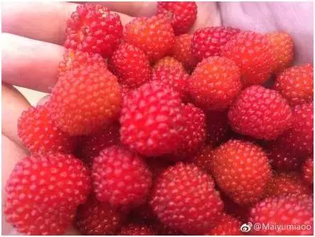 合肥野果治百病,哪些野果吃了最好吃呢