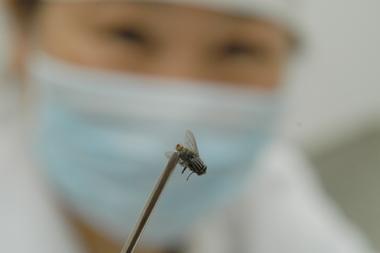 蟑螂爬进耳朵里有什么感觉,蟑螂爬进耳朵里面该怎么办