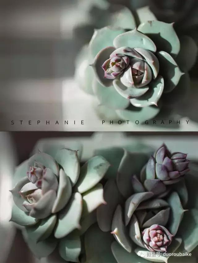 紫外线照射对植物的影响,紫外线光对植物生长的影响