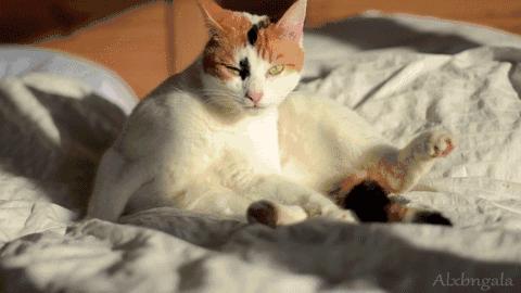 喵咪绝育后拉血,猫咪做绝育哭了