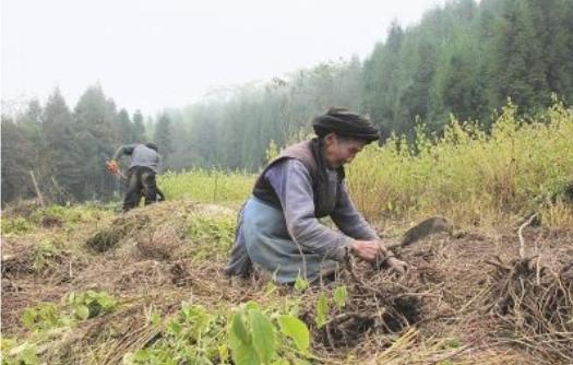 关于加快中药材产业化发展意见,中药材种植前景分析