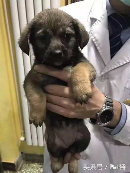 泰迪三千买的贵不贵,三千左右的贵泰迪