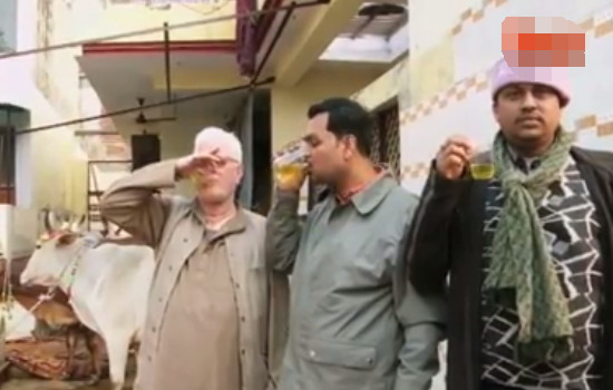 印度人把牛当成饮料喝,印度人用牛尿做食物