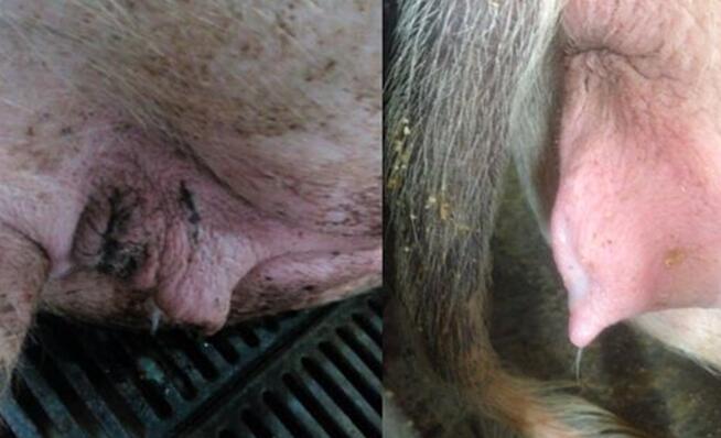 后备母猪怎么能得子宫炎,治疗母猪子宫炎清洗用什么药