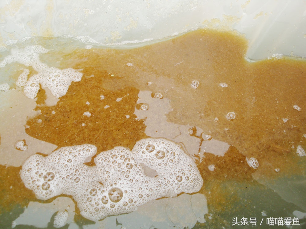 泥鳅人工繁殖打什么针,泥鳅的人工繁殖实验报告