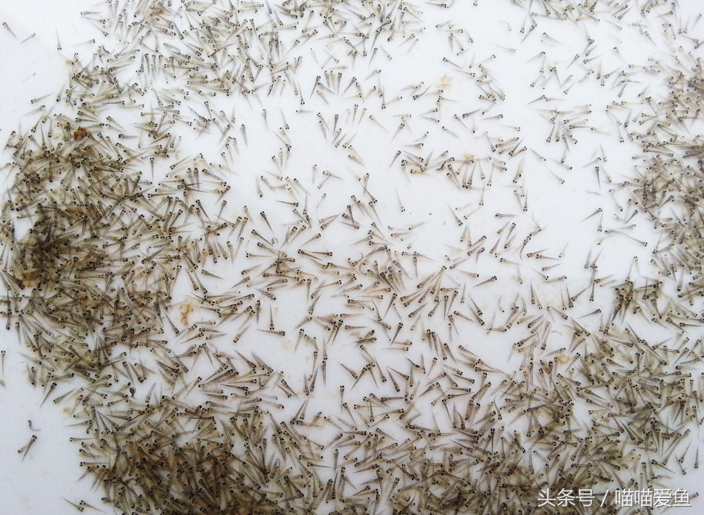 泥鳅人工繁殖打什么针,泥鳅的人工繁殖实验报告