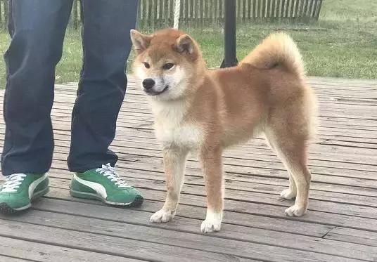 首届华北地区柴犬联合展,柴犬展