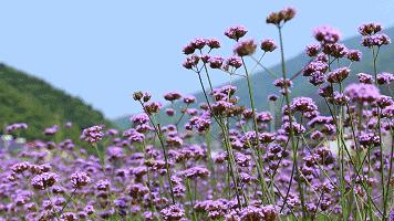 德阳低碳出行周边旅游民宿推荐,德阳好耍的民宿推荐
