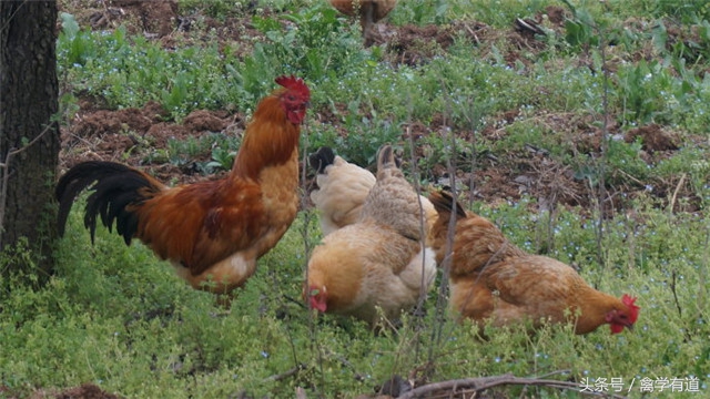 养鸡用小苏打用量多少不拉稀,养鸡小常识及方法