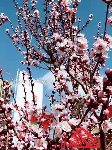 有诗有远方,有诗有远方391