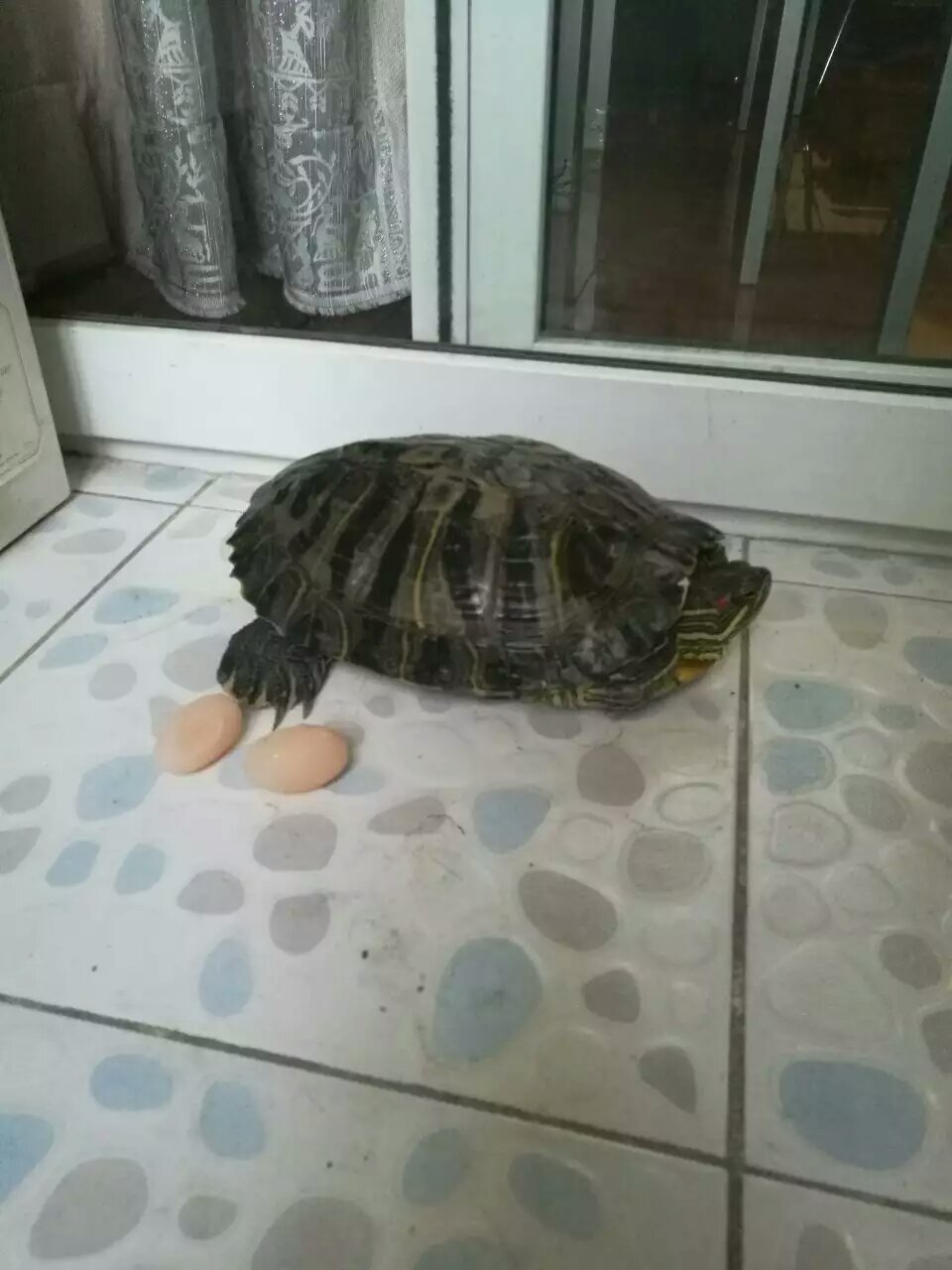 喂养巴西龟的危害,巴西龟不喂养肥肉