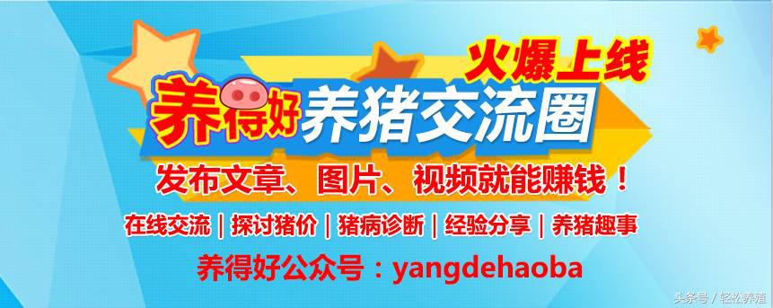 仔猪耳尖发紫怎么回事呢,仔猪出生10天耳朵发紫不吃奶
