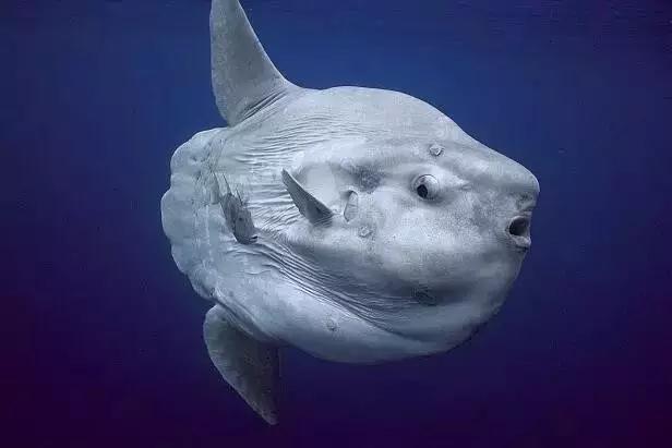 重庆最大海洋公园,重庆最大的海洋公园是哪个