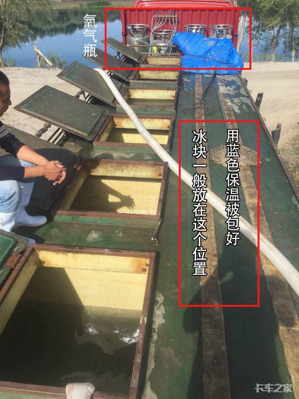 稍有不慎损失十几万资深卡友讲诉活鱼运输