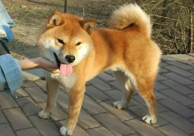 首届华北地区柴犬联合展,柴犬展