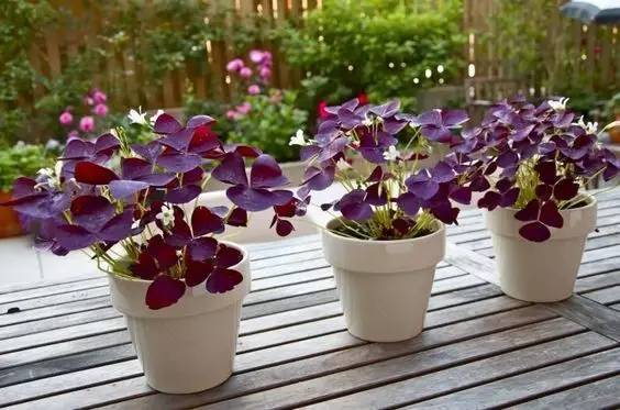 有什么植物跌打消肿,治疗跌打损伤盆栽植物