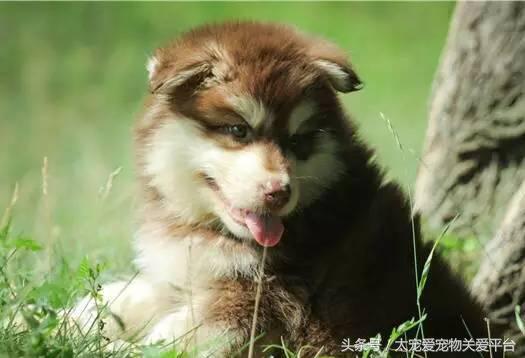 阿拉斯加犬活宠,一周照顾一次的宠物