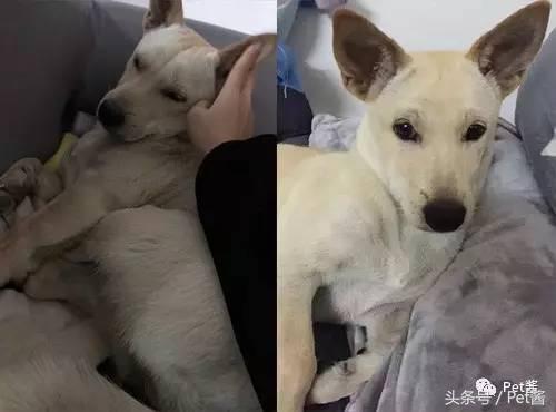 泰迪三千买的贵不贵,三千左右的贵泰迪